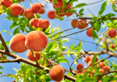 Celebrate National Peach Month from Your Gainesville Home