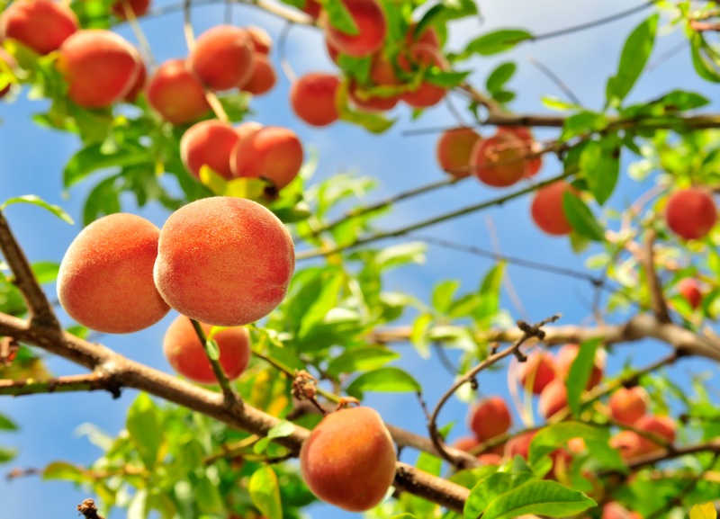 Celebrate National Peach Month from Your Gainesville Home